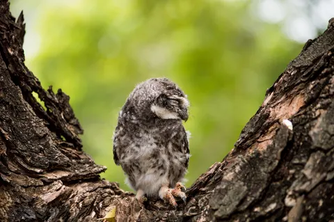 Owl 4K Wallpaper · animals · 3840×2553