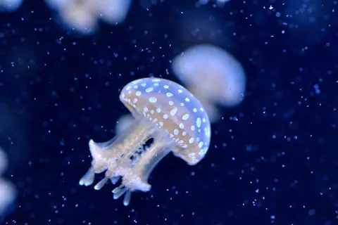 Tapeta Świecąca Meduza 4K · underwater · 3840×2560