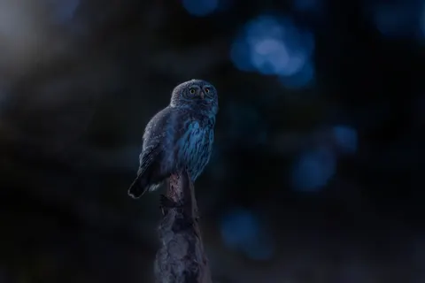올빼미 4K 배경화면 · animals · 3840×2560