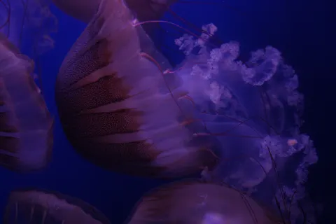 發光水母 4K桌布 · underwater · 3840×2560