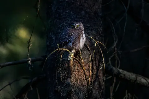 Fond d'écran Hibou 4K · animals · 3840×2560