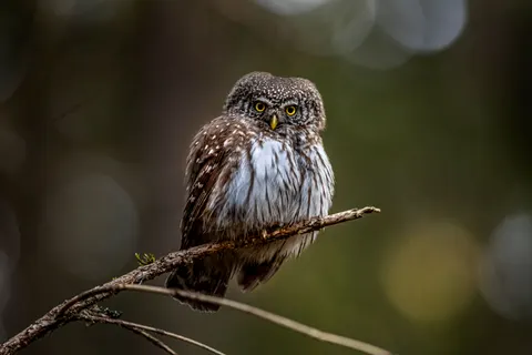 Fondo de pantalla Búho 4K · animals · 3840×2560