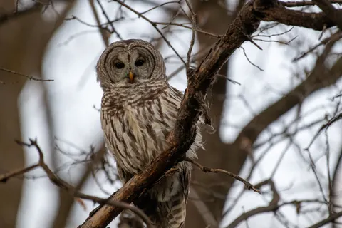 Fond d'écran Hibou 4K · animals · 3840×2560