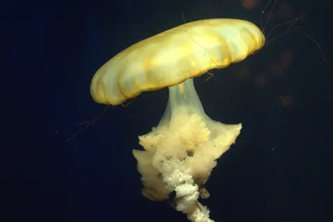 發光水母 4K桌布 · underwater · 3840×2563