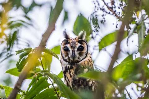 Eule 4K Hintergrundbild · animals · 3840×2560