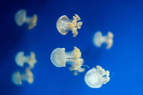 發光水母 4K桌布 · underwater · 3840×2563