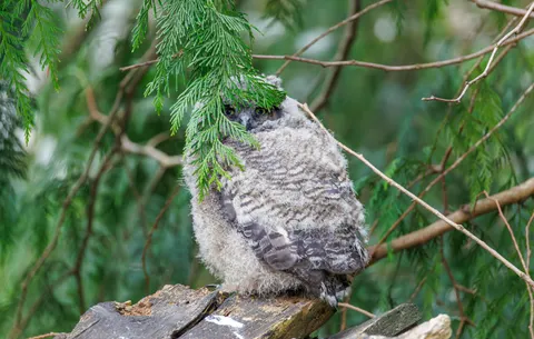 Fond d'écran Hibou 4K · animals · 3840×2441