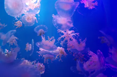 Tapeta Świecąca Meduza 4K · underwater · 3840×2553