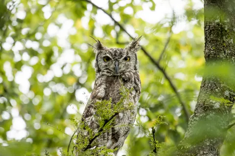 Fond d'écran Hibou 4K · animals · 3840×2560