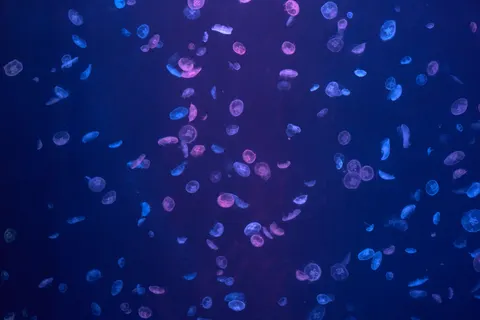 Parlayan Denizanası 4K Duvar Kağıdı · underwater · 3840×2560