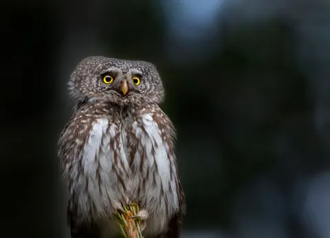 Owl 4K Wallpaper · animals · 3840×2768