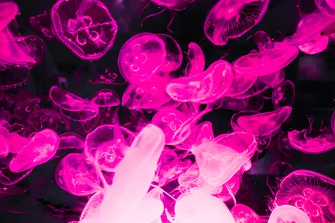 Tapeta Świecąca Meduza 4K · underwater · 3840×2561