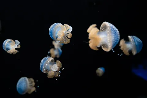 Tapeta Świecąca Meduza 4K · underwater · 3840×2561