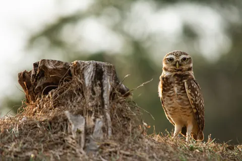 خلفية بومة بدقة 4K · animals · 3840×2560