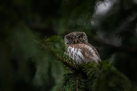 Owl 4K Wallpaper · animals · 3840×2560