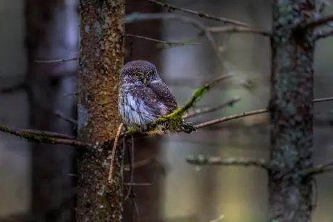 Fond d'écran Hibou 4K · animals · 3840×2560