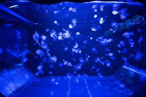 Parlayan Denizanası 4K Duvar Kağıdı · underwater · 3840×2563