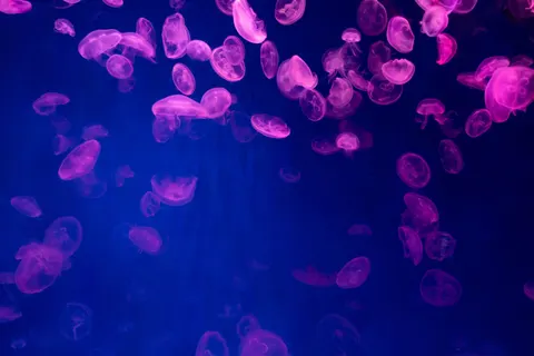 發光水母 4K桌布 · underwater · 3840×2560