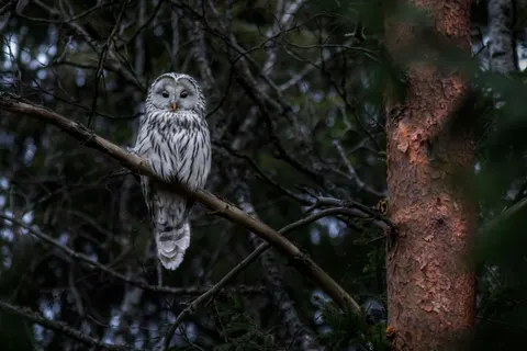 Owl 4K Wallpaper · animals · 3840×2560