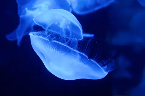 Tapeta Świecąca Meduza 4K · underwater · 3840×2560