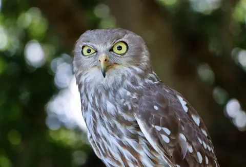 Fond d'écran Hibou 4K · animals · 3840×2601
