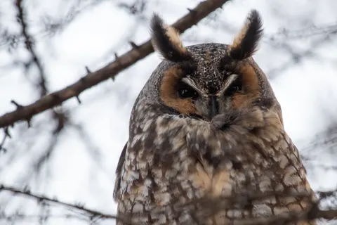 Owl 4K Wallpaper · animals · 3840×2560