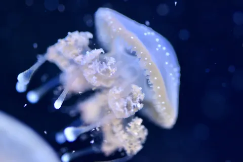 發光水母 4K桌布 · underwater · 3840×2560