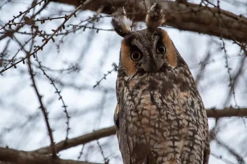 Owl 4K Wallpaper · animals · 3840×2560