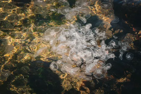 發光水母 4K桌布 · underwater · 3840×2560