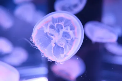 發光水母 4K桌布 · underwater · 3840×2560