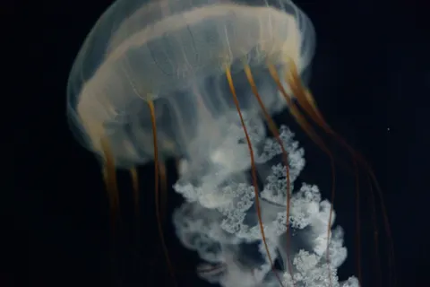 发光水母 4K壁纸 · underwater · 3840×2560