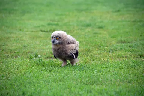 Fond d'écran Hibou 4K · animals · 3840×2560