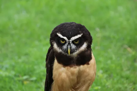 Owl 4K Wallpaper · animals · 3840×2560