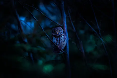 Owl 4K Wallpaper · animals · 3840×2560