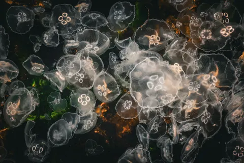 發光水母 4K桌布 · underwater · 3840×2560