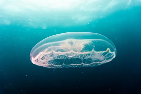 發光水母 4K桌布 · underwater · 3840×2560