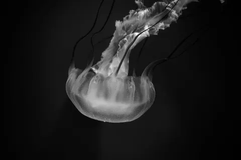 發光水母 4K桌布 · underwater · 3840×2560