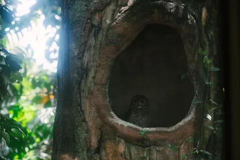 Owl 4K Wallpaper · animals · 3840×2560