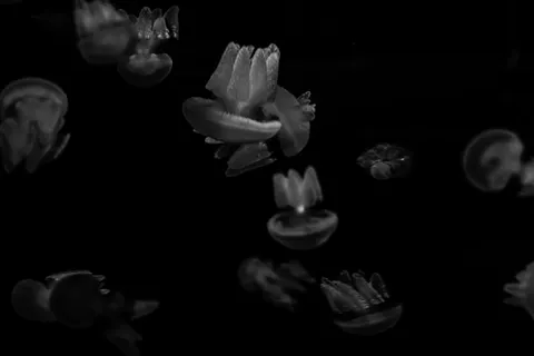 Tapeta Świecąca Meduza 4K · underwater · 3840×2560