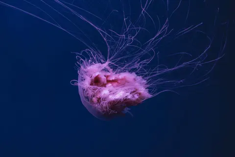 发光水母 4K壁纸 · underwater · 3840×2560