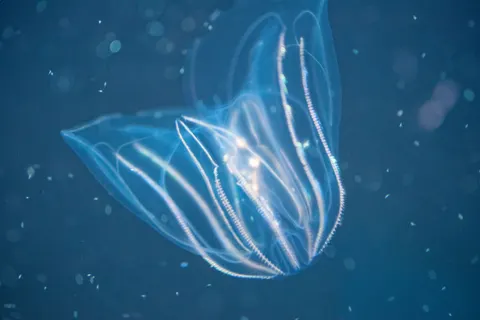 发光水母 4K壁纸 · underwater · 3840×2560