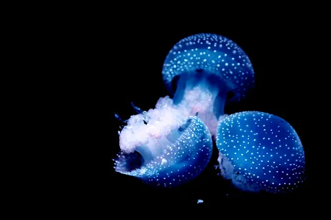 發光水母 4K桌布 · underwater · 3840×2560