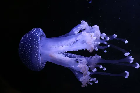 發光水母 4K桌布 · underwater · 3840×2560
