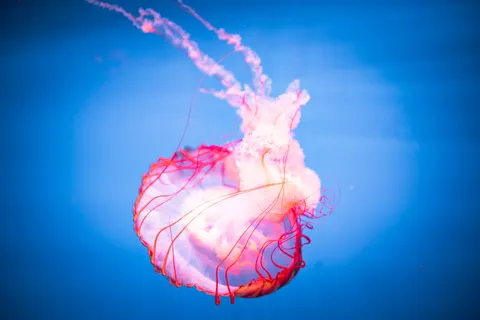 發光水母 4K桌布 · underwater · 3840×2558