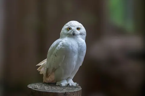 Owl 4K Wallpaper · animals · 3840×2560