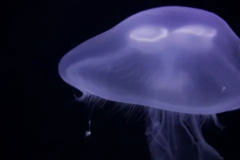 Tapeta Świecąca Meduza 4K · underwater · 3840×2560