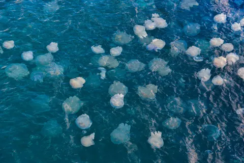 發光水母 4K桌布 · underwater · 3840×2563