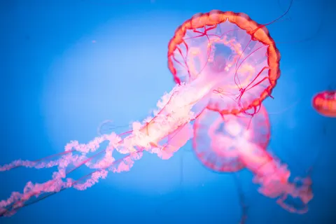 發光水母 4K桌布 · underwater · 3840×2558