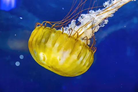 發光水母 4K桌布 · underwater · 3840×2560