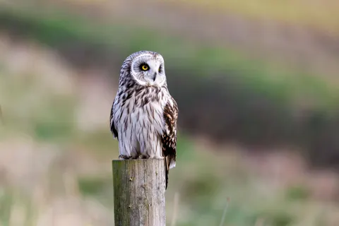 Fondo de pantalla Búho 4K · animals · 3840×2561